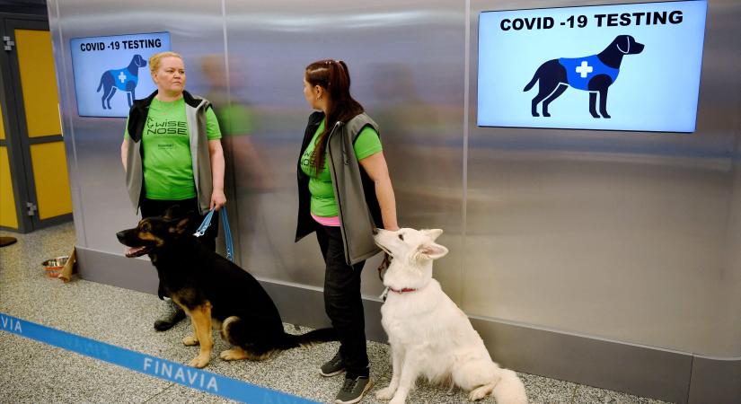 A német nyomkövető kutyák 94 százalékos pontossággal kiszimatolják a koronavírust