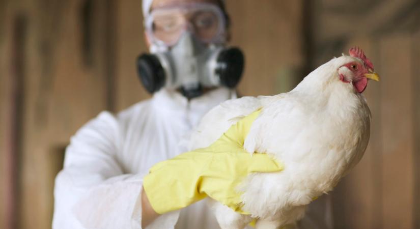 Afganisztánban is megjelent az új madárinfluenza, amely Oroszországban emberekre is átterjedt