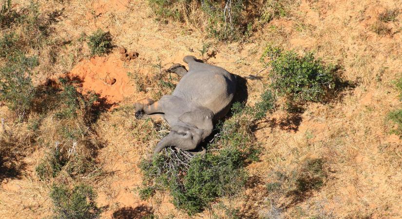 Folytatódik a rejtélyes elefántpusztulás az Okavango-deltában