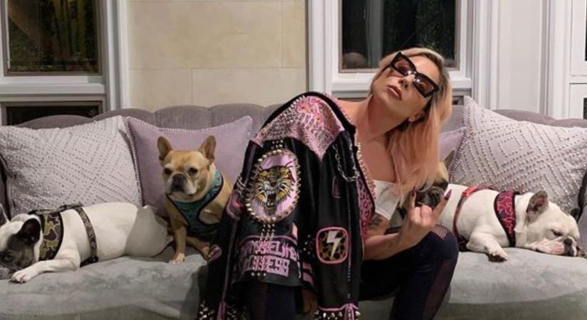 Elrabolták Lady Gaga két kutyáját, a sétáltatót lelőtték