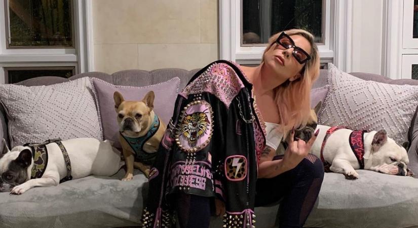 Meglőtték Lady Gaga kutyasétáltatóját és ellopták két francia bulldogját