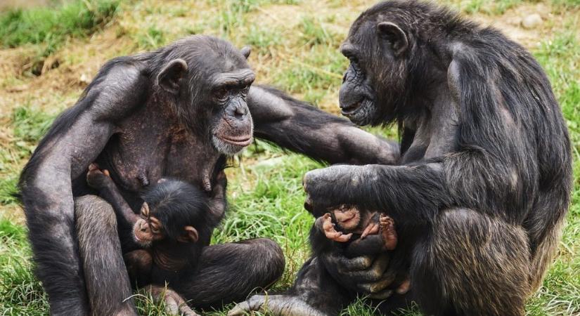 A csimpánzok összefognak egy közös ellenség ellen