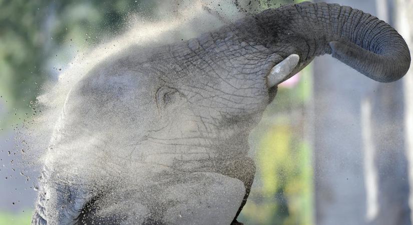 Elefánt ölt meg egy gondozót Spanyolországban