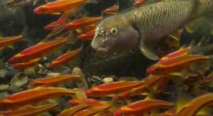 Az emberi tevékenység miatt pusztulnak az édesvízi halak (videóval)