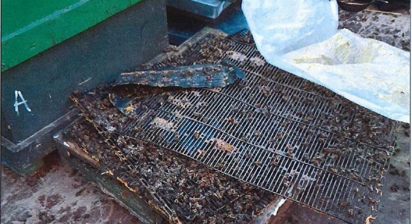 Elpusztultak a méhcsaládok, miután a tolvaj lezárva hagyta a lopott kaptárokat