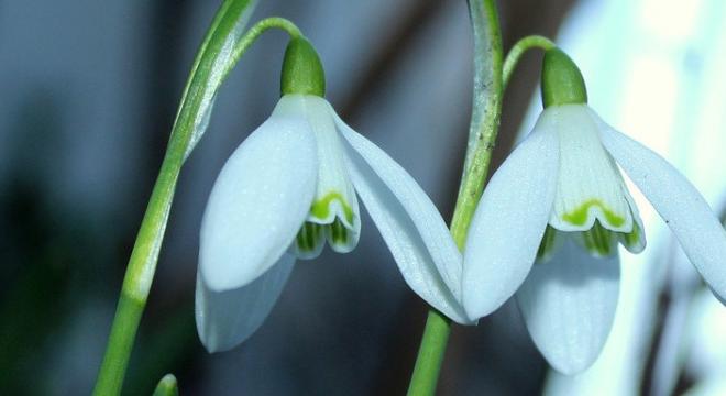 Kikeleti hóvirág - a tavasz szűzies virága