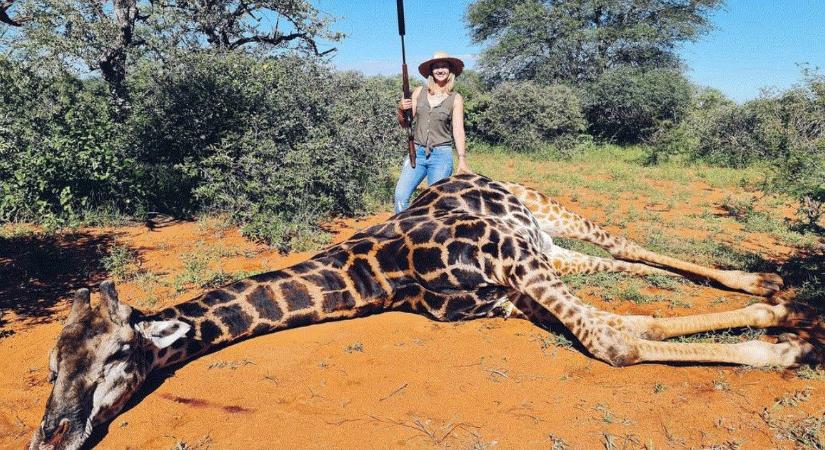 Agyonlőtt egy zsiráfot, kivágta a szívét, majd azzal pózolt Valentin-nap alkalmából egy vadásznő - Fotók