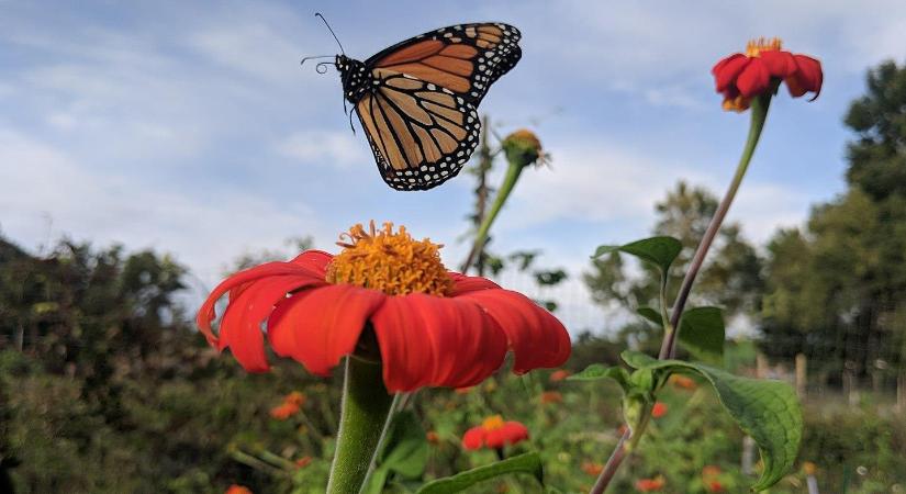 Mexikó aggódik a gyönyörű pillangói miatt