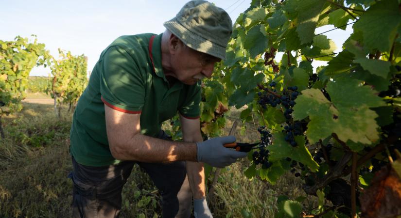 Durva fertőzés pusztít a tőkék között: így védhetik meg a szőlőültetvényeket a gazdák