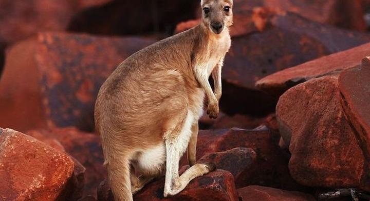 Kengurut ábrázol Ausztrália legősibb barlangrajza