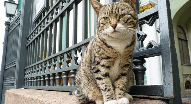 Szentpéterváron megalakult a múzeumi macskák és gondozóik szakszervezete