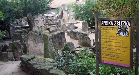 Koronavírusos lett a prágai állatkert egyik gorillája és két oroszlánja