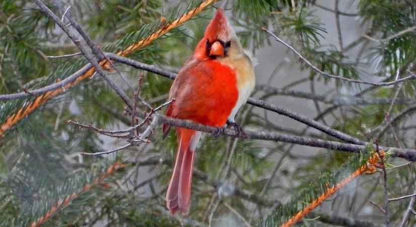 Félig hím, félig nőstény madarat fotóztak Pennsylvaniában
