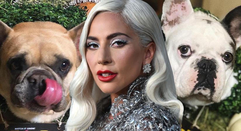 Lady Gaga visszakapta imádott francia bulldogjait