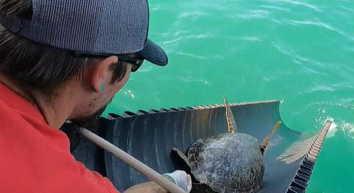 Csúszdán csúsztak a szabadságba a fagyhaláltól megmentett texasi teknősök
