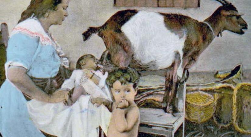 A fejőskecske mint szoptatódajka a középkorban: hogyan táplálták a csecsemőket, amikor még nem voltak tápszerek?
