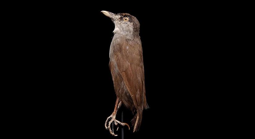 Újra látták 180 év után a titokzatos madarat a borneói esőerdőben
