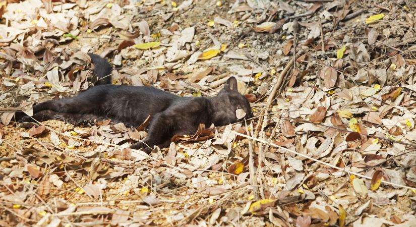 Szörnyű kínok: sorra mérgezik a cicákat több Nógrád megyei településen