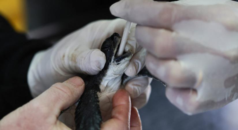 Majonézzel gyógyítanak teknősöket
