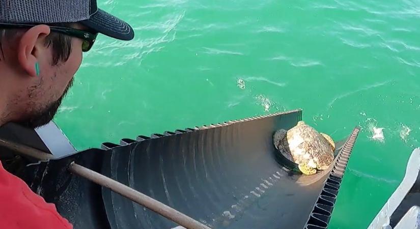 Videón, ahogy csúszdán engedik vissza a fagyhaláltól megmentett texasi teknősöket a tengerbe