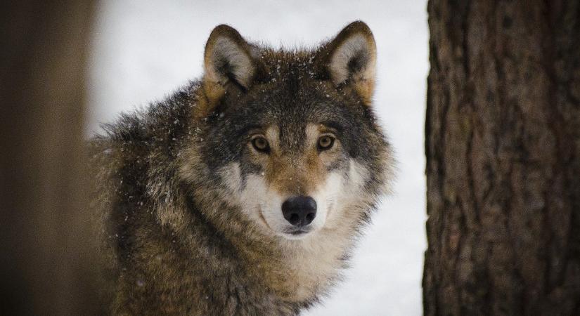 Dél-Európában egyre több a farkas, és ennek nem mindenki örül