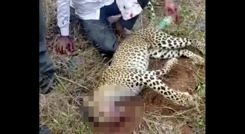 Puszta kézzel vette fel a harcot egy leopárddal a családját védő indiai férfi