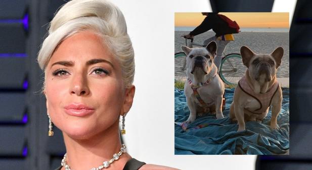 Megkapja Lady Gaga kutyáinak megtalálója az 500 ezer dolláros nyomravezetői díjat?