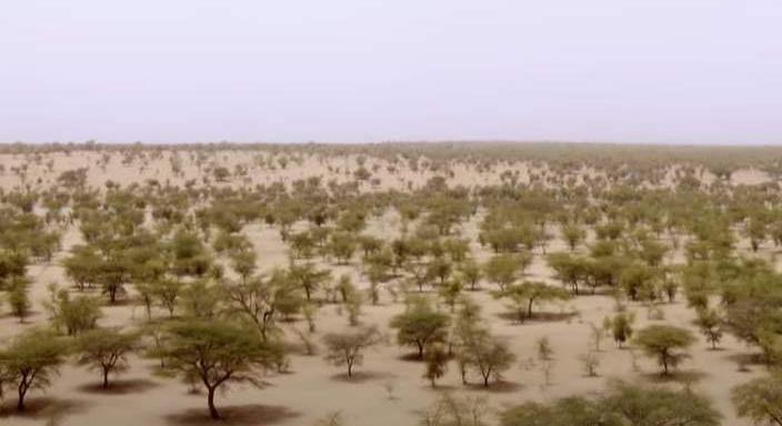 A Nagy Zöld Fal dzsungeltervként elbukott, de szavannaként él (videóval)