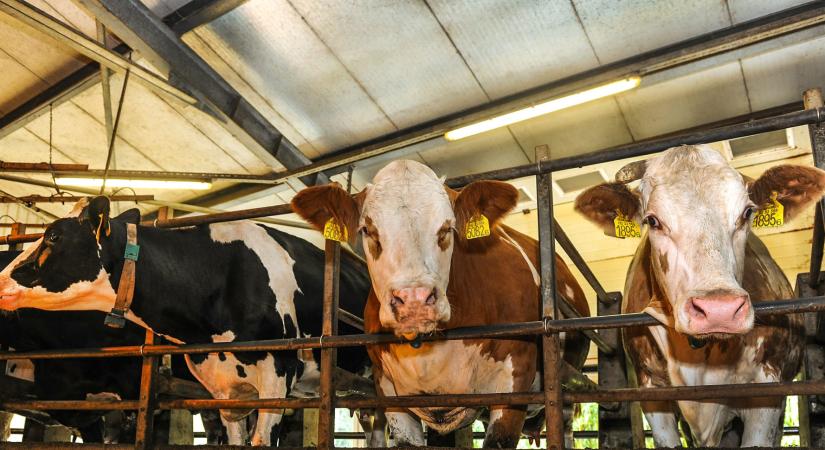 Vészjel a fejőházból – Mitől félnek a tejtermelők?