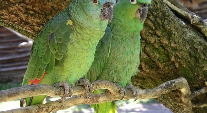 A papagájfajok egyharmadát a kihalás fenyegeti, 18 faj van kritikus veszélyeztettségi állapotban