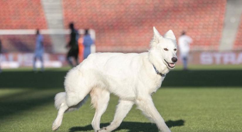 Ez vicces: a bajnoki meccs közepén szaladt fel a pályára Chilla, a futballrajongó kutya – VIDEÓ