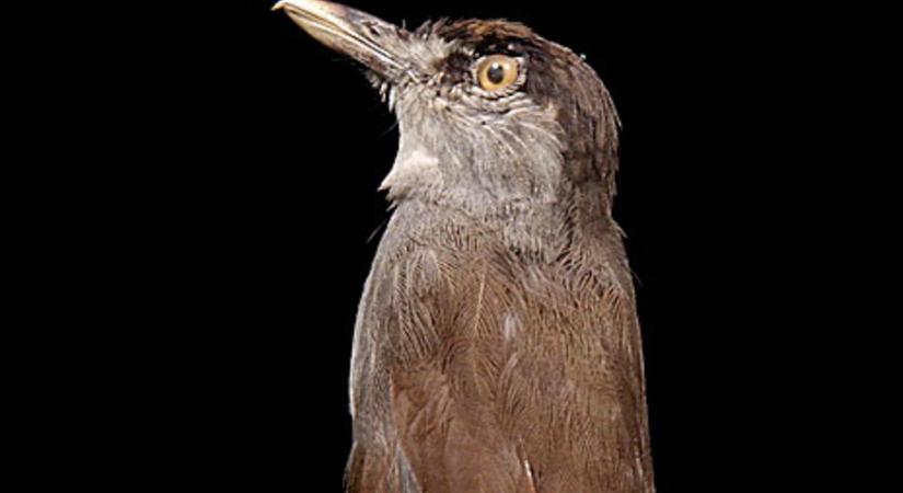Száznyolcvan év után látták ismét a titokzatos madarat a borneói esőerdőben