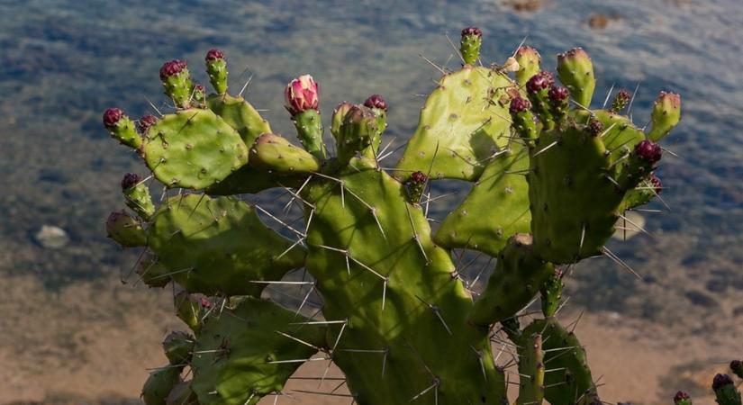 Kaktuszok a Kiskunság homokbuckáin: terjedő fajokkal harcolnak a szakemberek