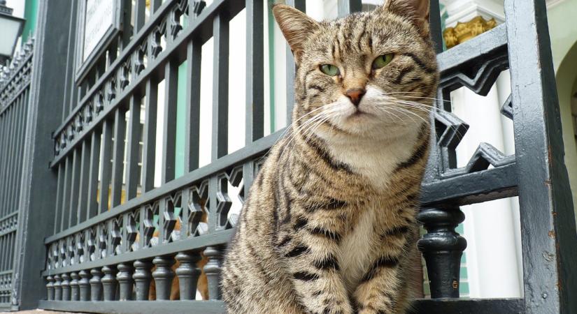 Szőrös múzeumőrök: szakszervezetet hoztak létre az Ermitázs macskáinak