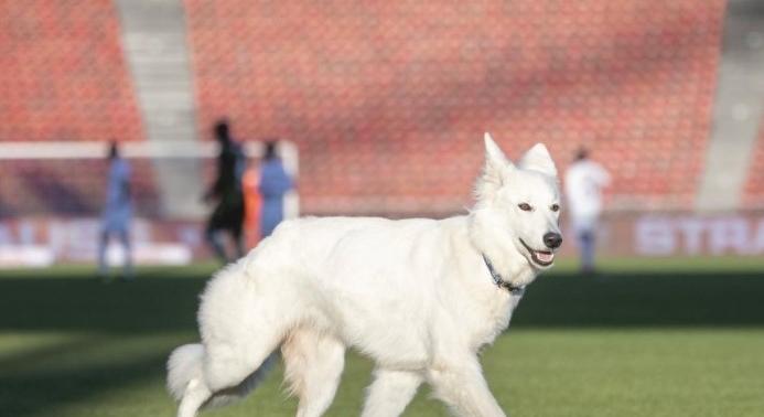 Ez a gyönyörű kutya zavarta meg a svájci focimeccset - videó
