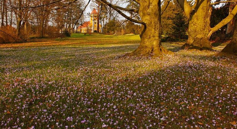 Téltemető, sáfrány-szőnyeg, kökörcsin, virágba borult mandulafák – beköszöntött a tavasz Pécs környékére