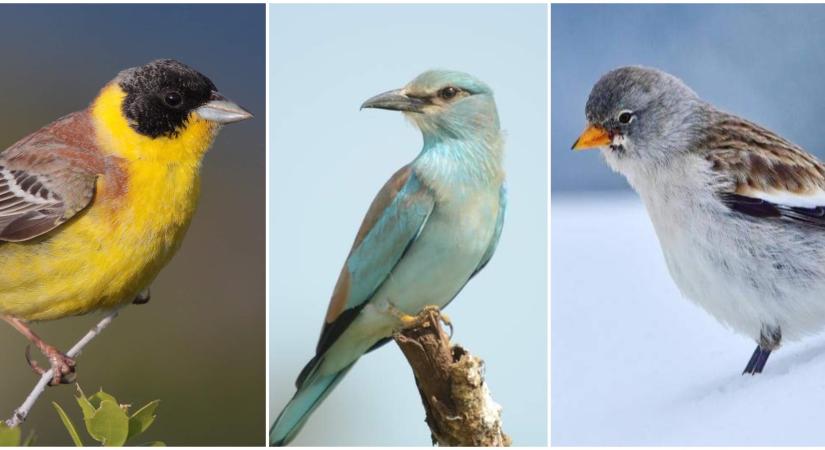 Egyre több ritka madárfaj bukkan fel Nógrád megyében