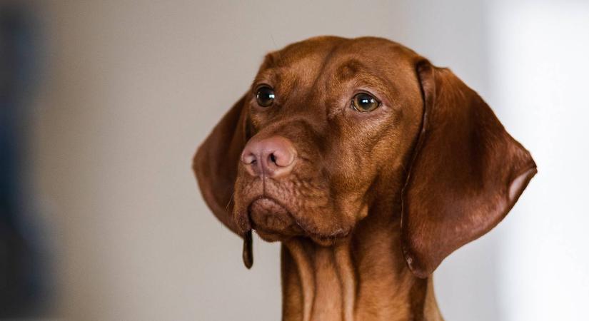 A kutyák biztosabban azonosítják a rákot, mint a szűrés – mondja egy új kutatás