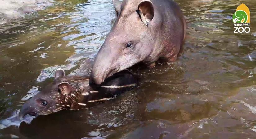 Betöltötte egy éves szülinapját Háda, a tapírkislány-videó