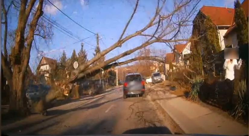 Videón, ahogy autók és gyalogosok közé dől egy fa Csömörön, miután egy teherautó kidöntötte