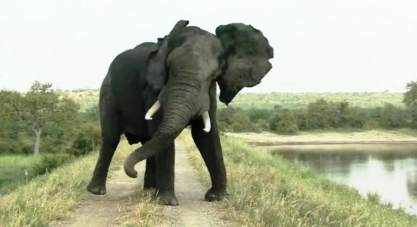 Feszült pillanatok az elefántbika és a szafarizók találkozásakor – videó