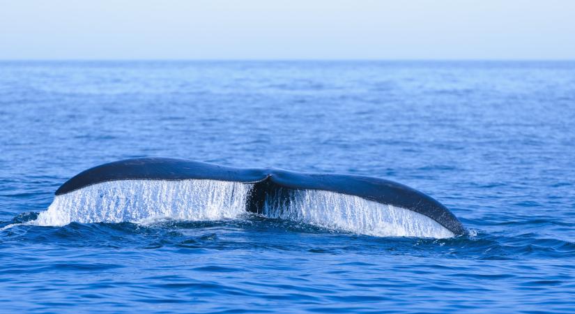 Halászzsineg miatt találták holtan a legritkább bálnák egyikét