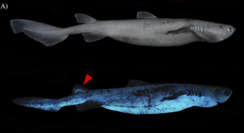 A sötétben világító mélytengeri cápákat fedeztek fel belga és új-zélandi kutatók