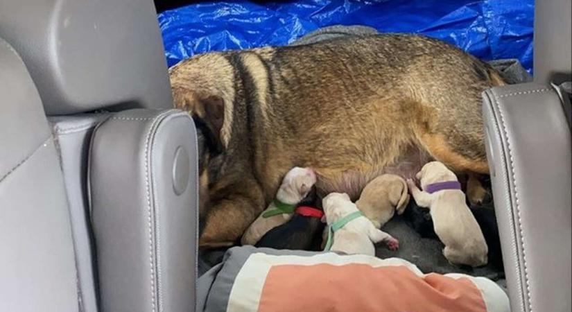 12 órát töltött a kocsiban a család, hogy a kutyájuk melegben szülhessen