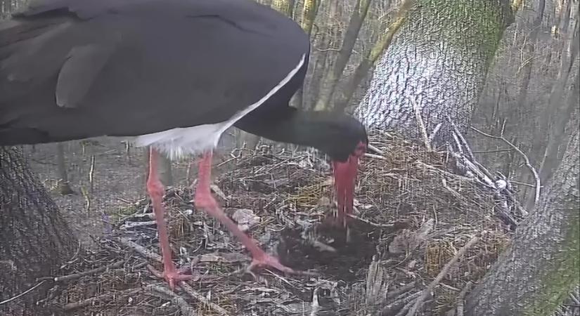 Videó: megérkezett az első fekete gólya a Gemenci erdőbe