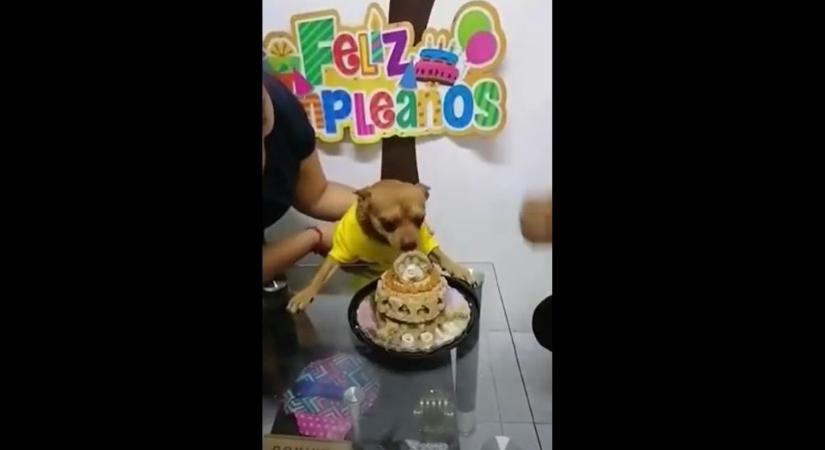 Ennek a kutyusnak egy igazi szülinapi partit csaptak – videó