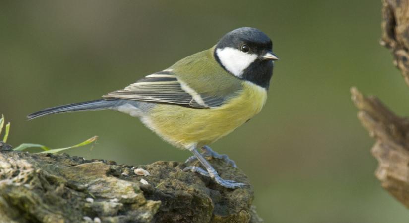 Hihetetlen, milyen helyekre képesek fészkelni ezek a madarak: de hogyan vigyázzunk rájuk?