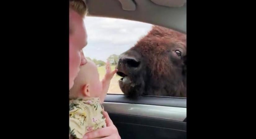 Benézett egy bölény az autó ablakán, a gyerek reakciója leírhatatlan – videó