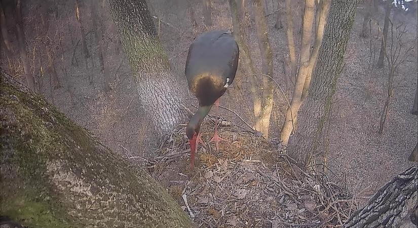 Megérkezett az első fekete gólya a Gemenci erdőbe, mutatjuk videón
