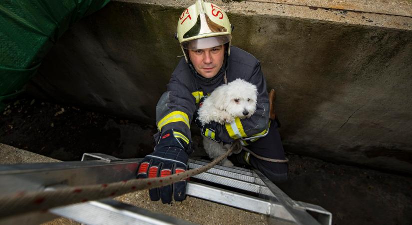 „Állati” nagy bajban is hősként segítenek a Nógrád megyei tűzoltók